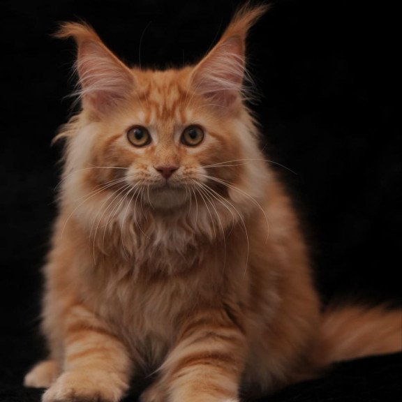 Maine Coon AP Racel