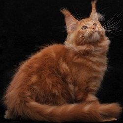 Maine Coon AP Rony