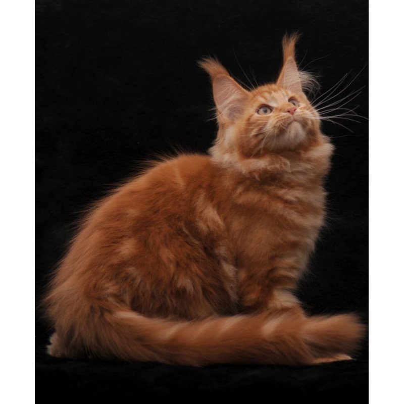 Maine Coon AP Rony