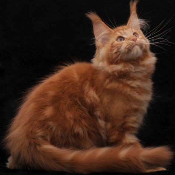Maine Coon AP Rony