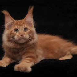 Maine Coon AP Rony