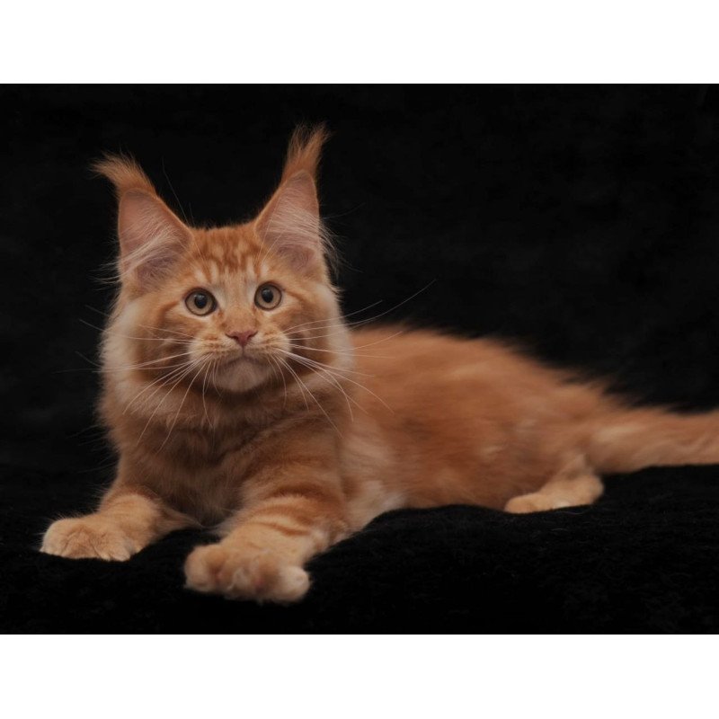 Maine Coon AP Rony