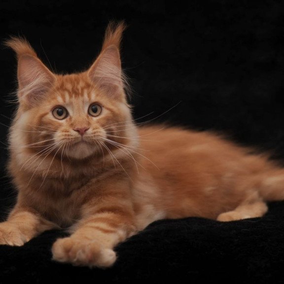 Maine Coon AP Rony