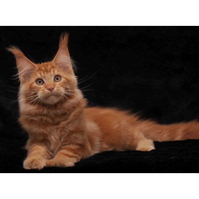 Maine Coon AP Rony