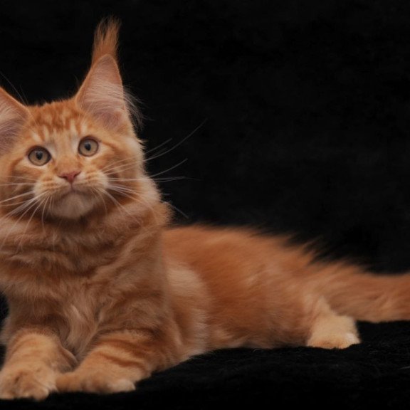 Maine Coon AP Rony