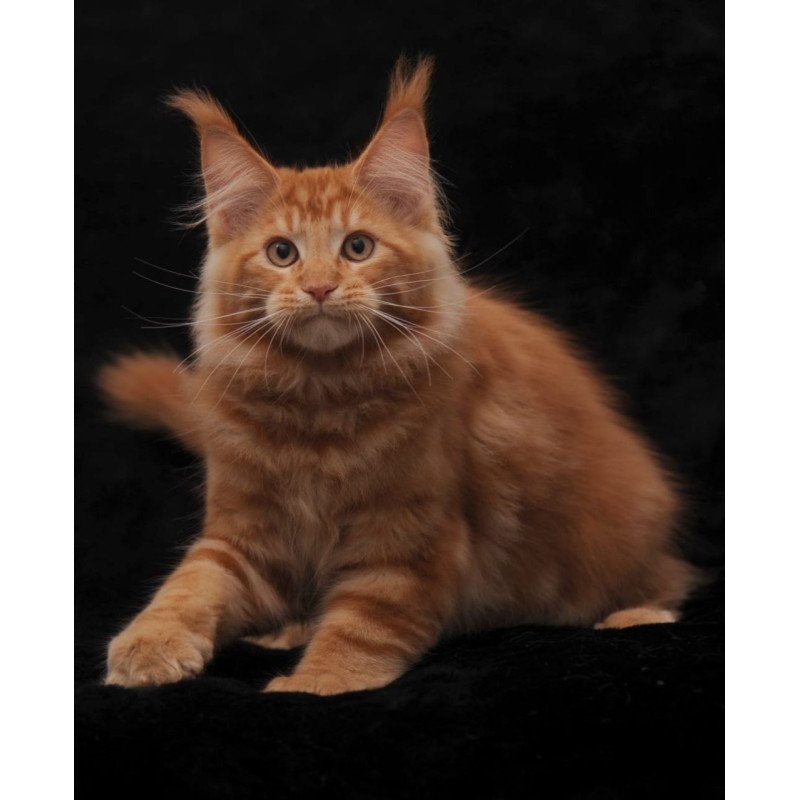 Maine Coon AP Rony