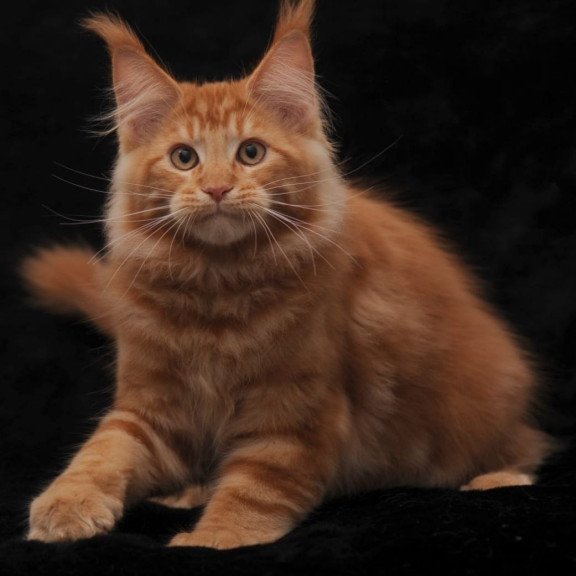 Maine Coon AP Rony