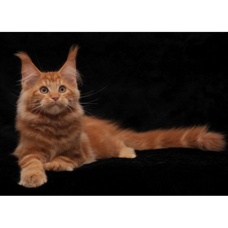 Maine Coon AP Rony