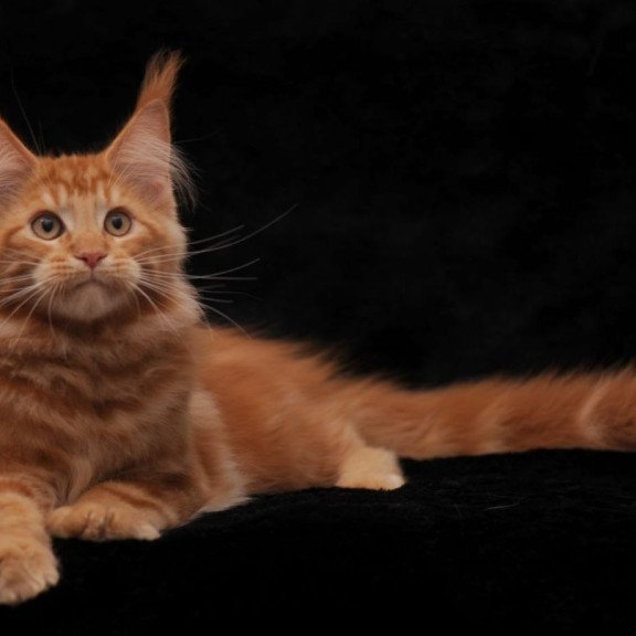 Maine Coon AP Rony