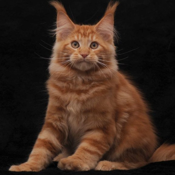 Maine Coon AP Rony