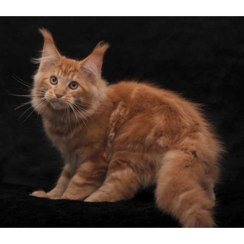 Maine Coon AP Rony