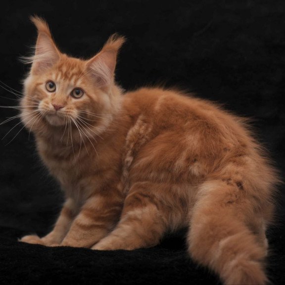 Maine Coon AP Rony