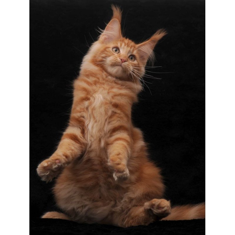 Maine Coon AP Rony