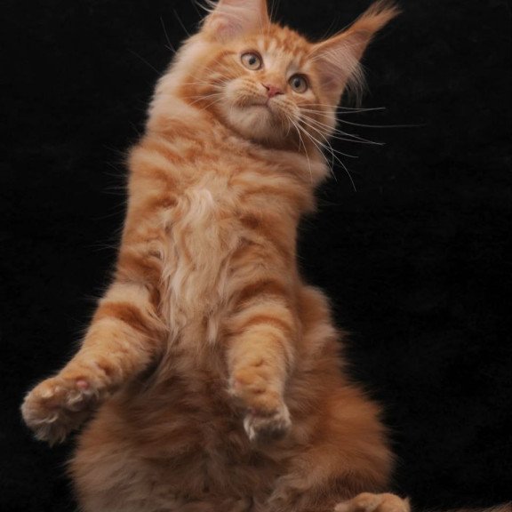 Maine Coon AP Rony