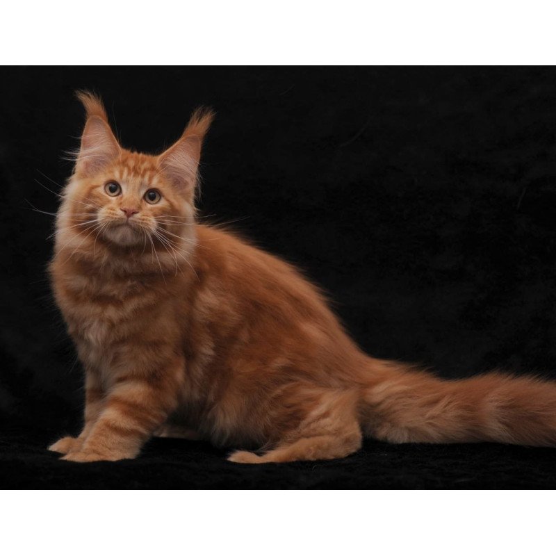 Maine Coon AP Rony