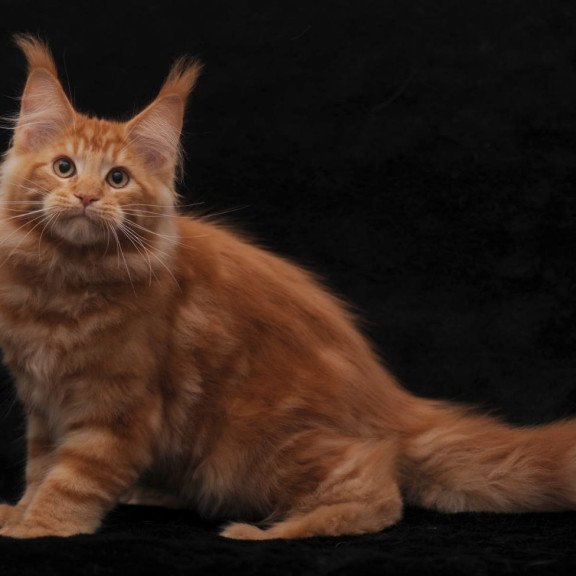 Maine Coon AP Rony