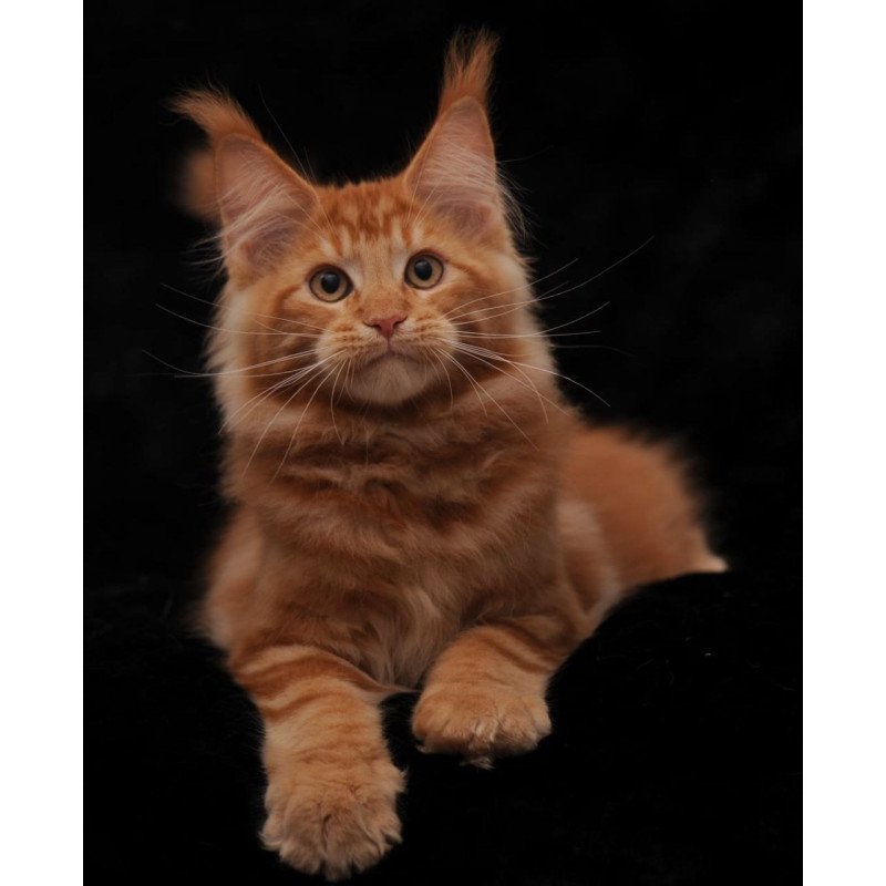 Maine Coon AP Rony