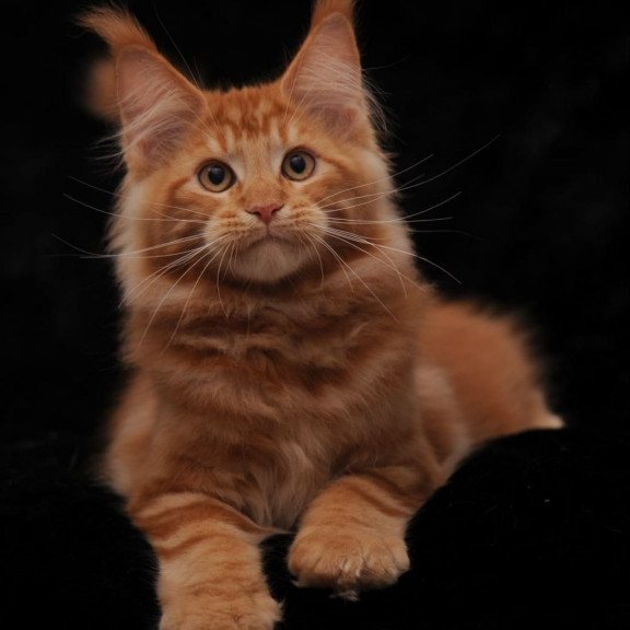 Maine Coon AP Rony