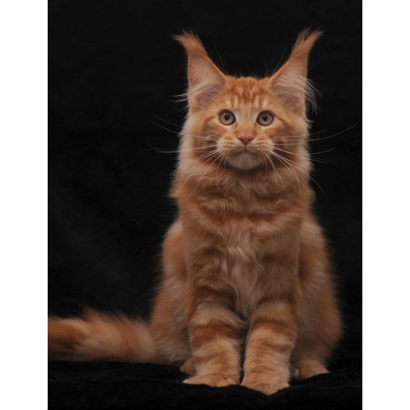 Maine Coon AP Rony