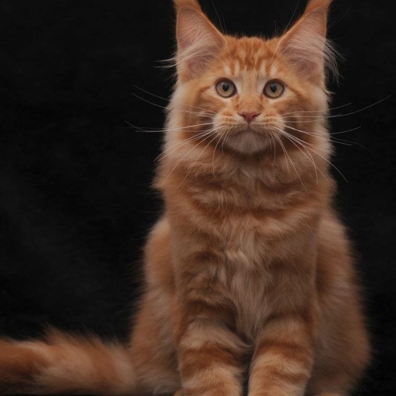 Maine Coon AP Rony