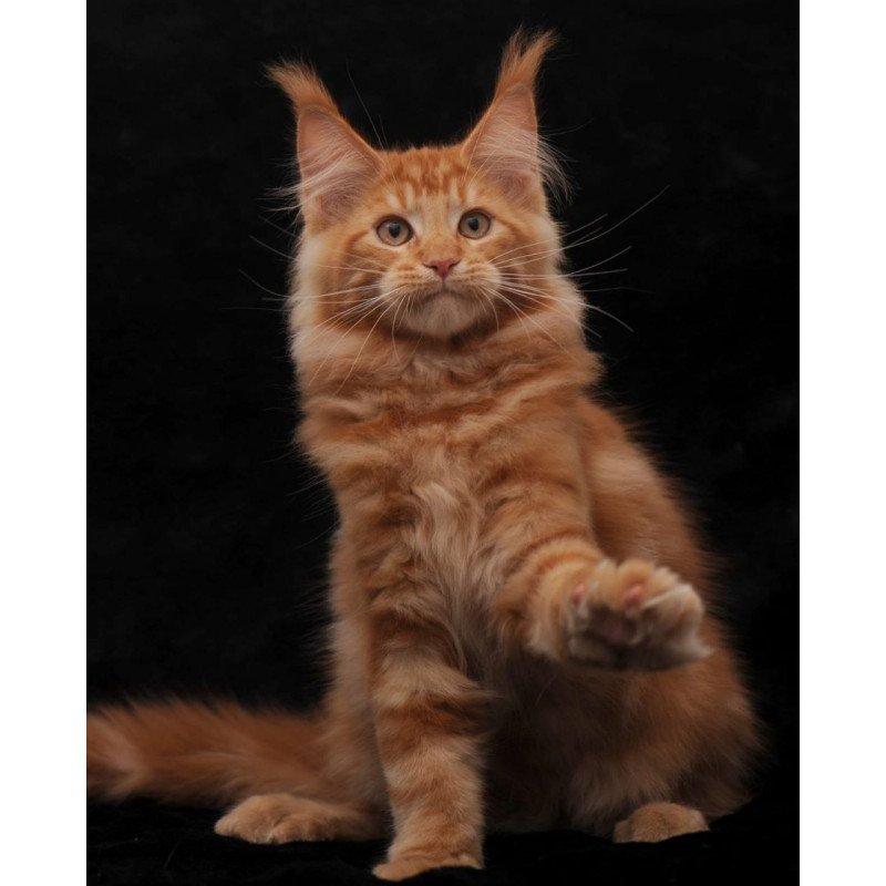 Maine Coon AP Rony