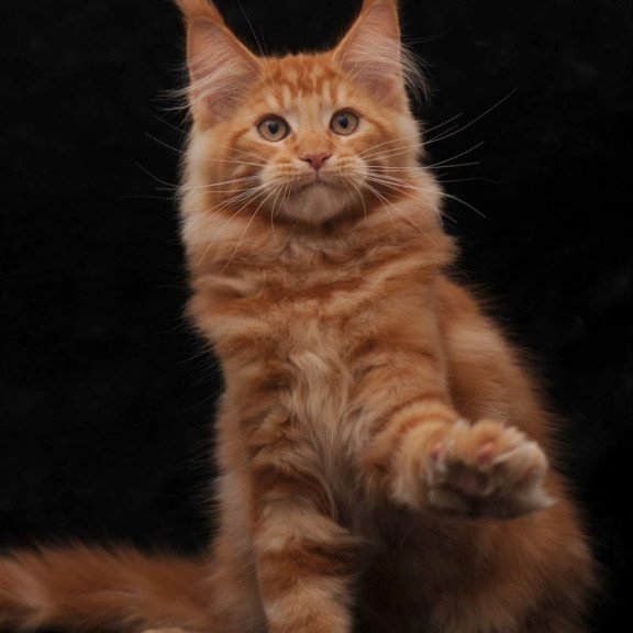 Maine Coon AP Rony