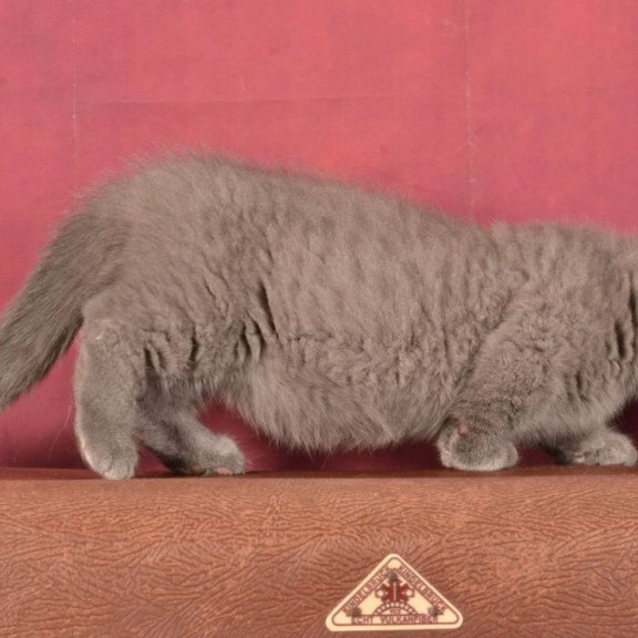 Munchkin Marshmellow