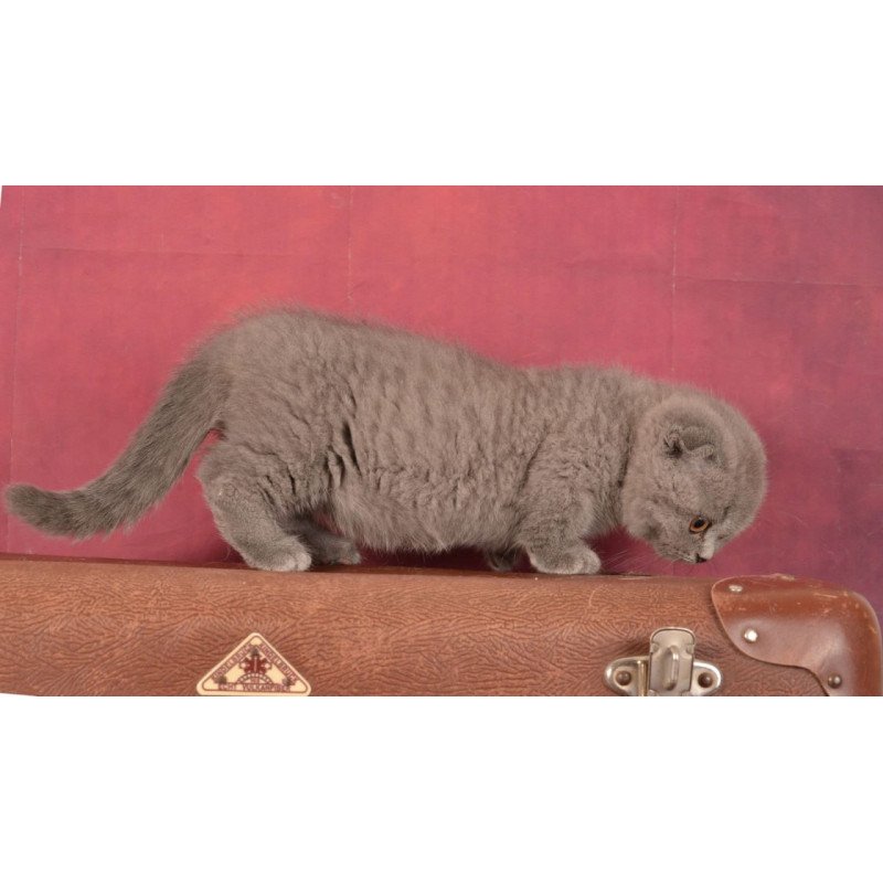 Munchkin Marshmellow