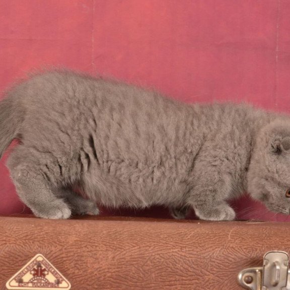 Munchkin Marshmellow