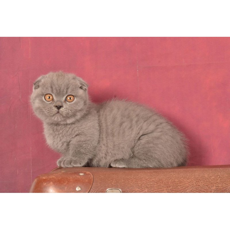 Munchkin Marshmellow