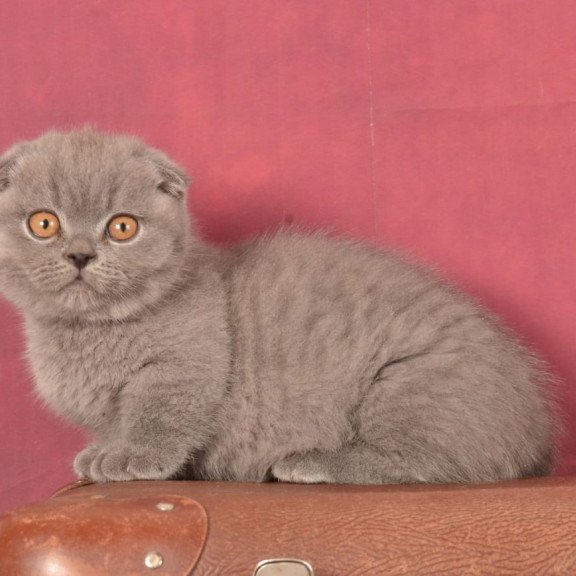 Munchkin Marshmellow