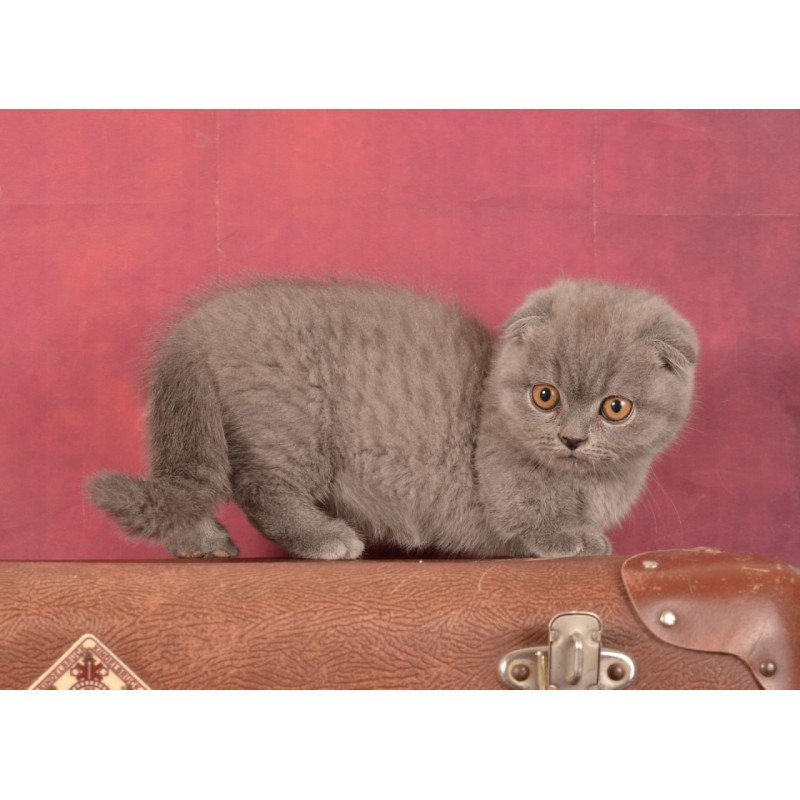 Munchkin Marshmellow