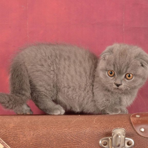 Munchkin Marshmellow