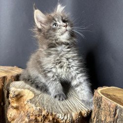 Maine Coon Sony