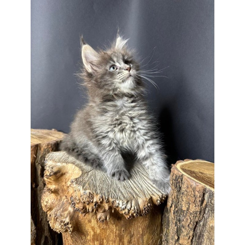 Maine Coon Sony