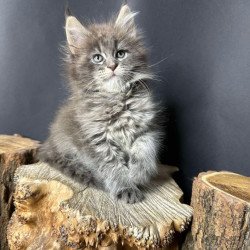 Maine Coon Sony