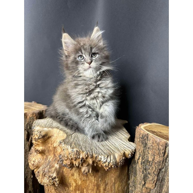 Maine Coon Sony