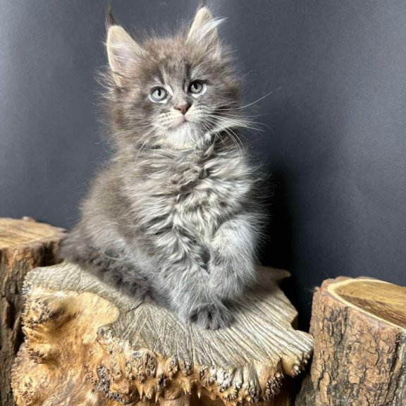 Maine Coon Sony