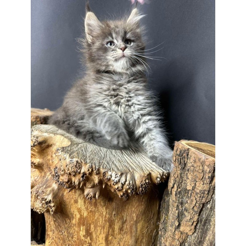Maine Coon Sony