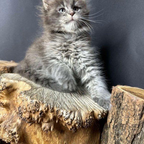 Maine Coon Sony
