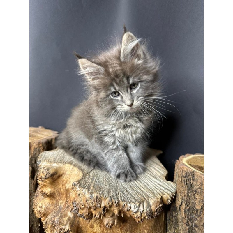 Maine Coon Sony