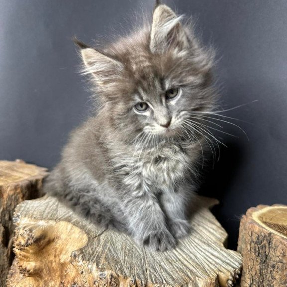Maine Coon Sony
