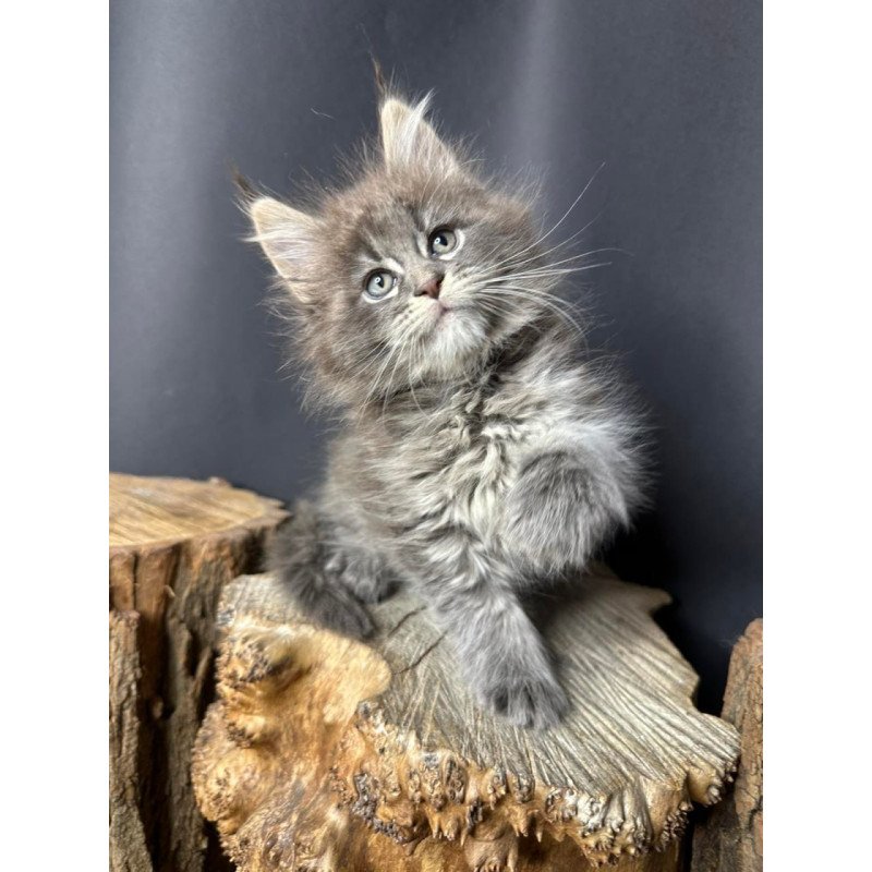 Maine Coon Sony