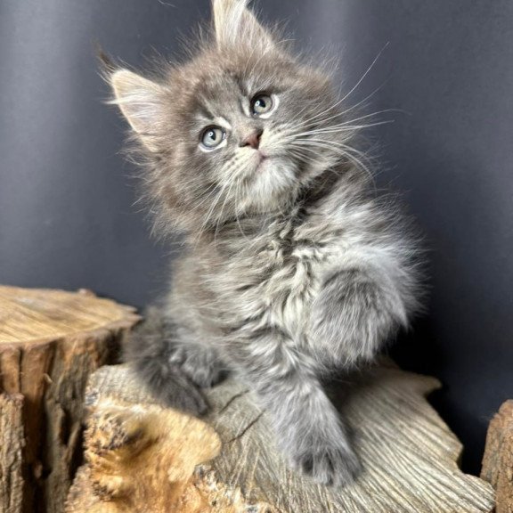 Maine Coon Sony