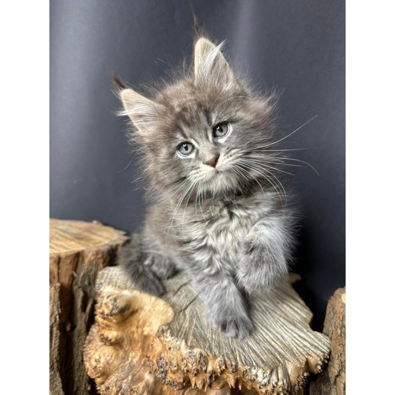 Maine Coon Sony