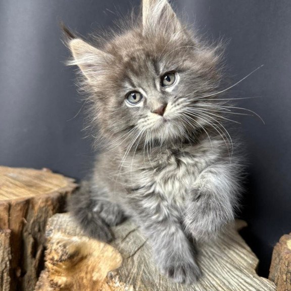 Maine Coon Sony