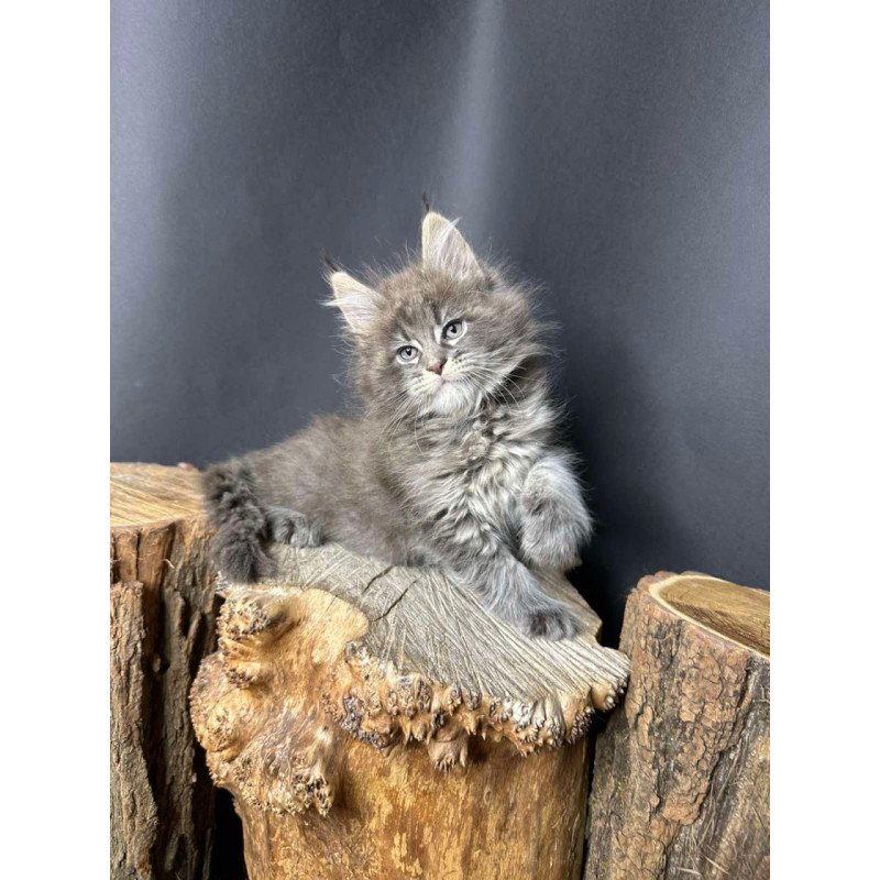 Maine Coon Sony