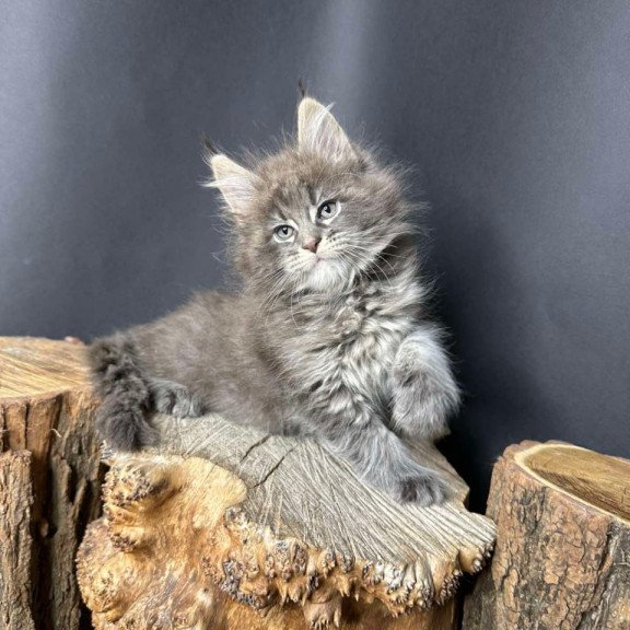 Maine Coon Sony