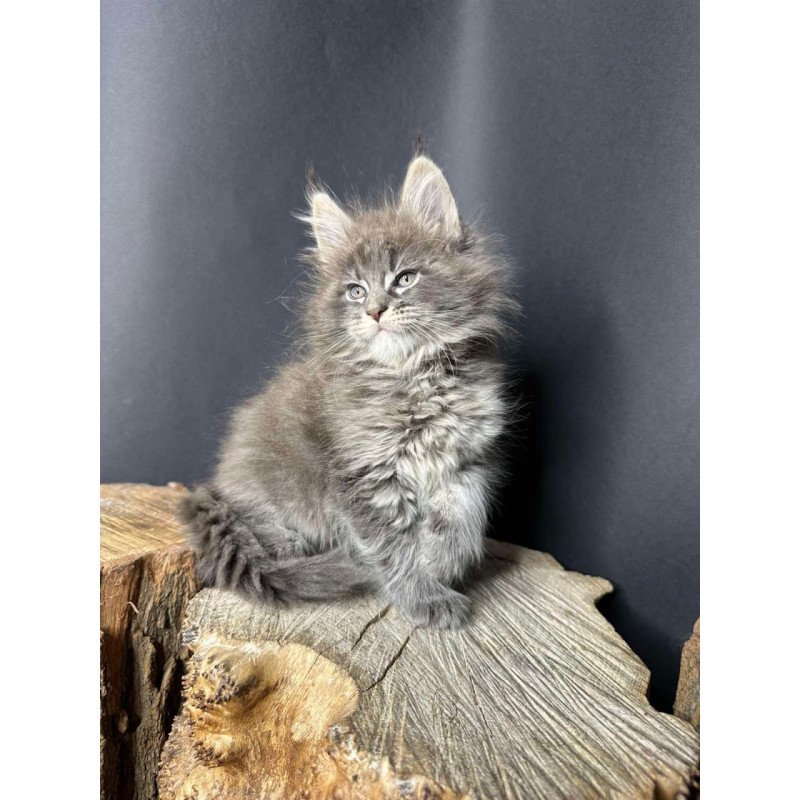 Maine Coon Sony