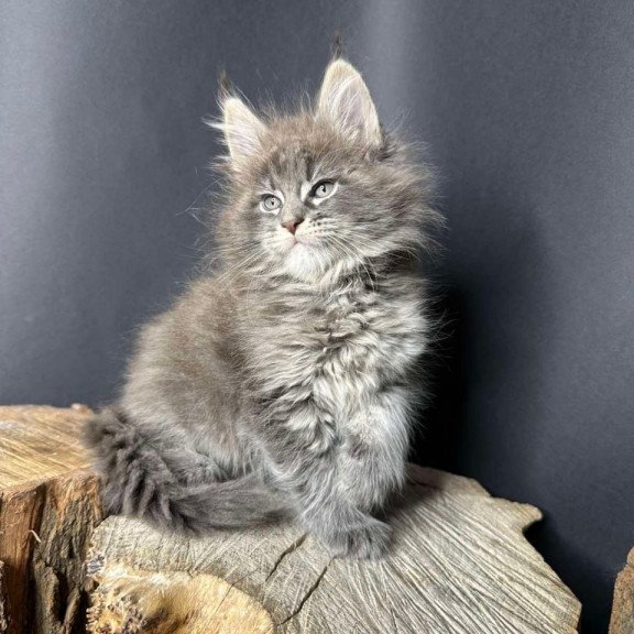Maine Coon Sony